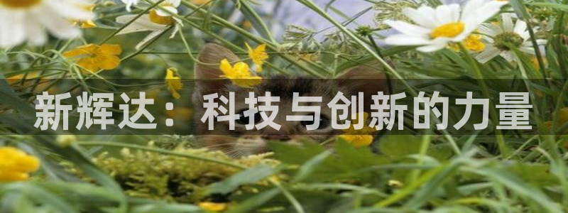 万向娱乐app下载安装：新辉达：科技与创新的力量